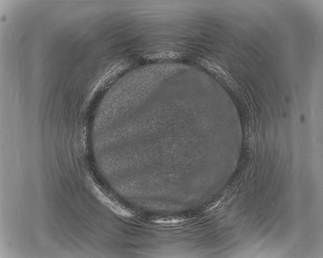 X0000078860735200611271411