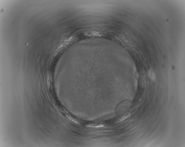 X0000078860747200611271411