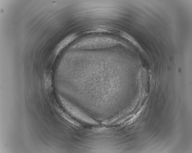 X0000078860826200611271409