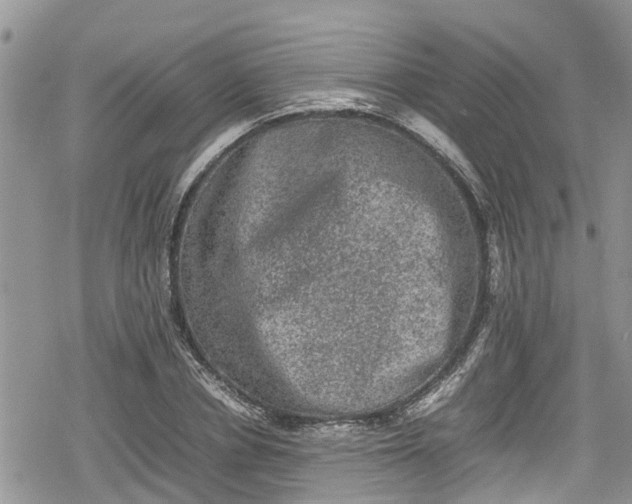 X0000078860834200611271410