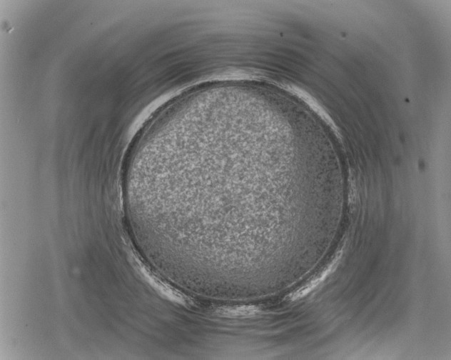 X0000078860837200611271410