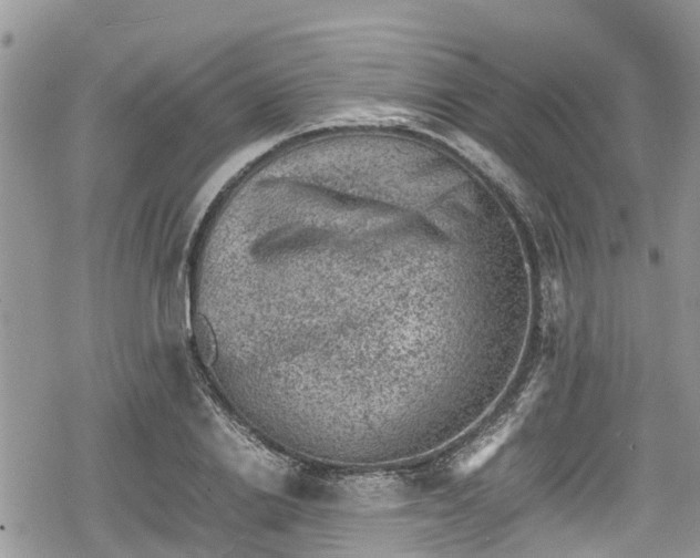 X0000078860838200611271410