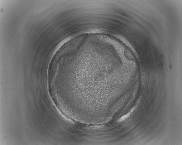 X0000078860845200611271410