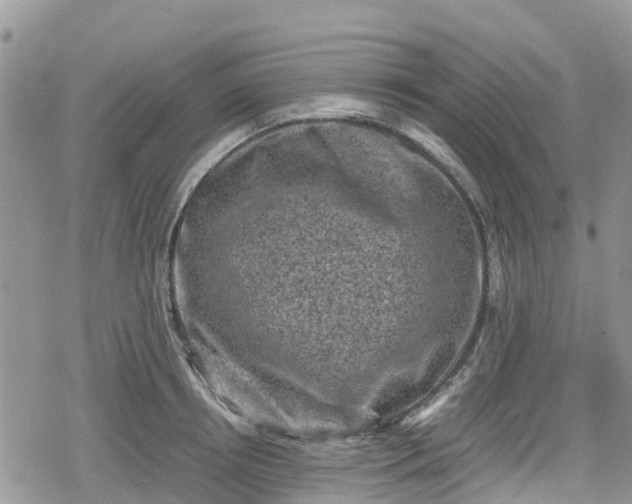 X0000078860850200611271410