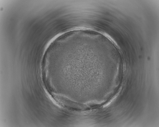 X0000078860854200611271410