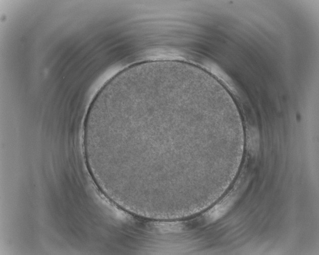 X0000078860856200611271410