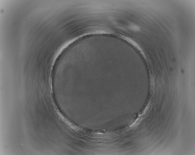 X0000078860935200611271408