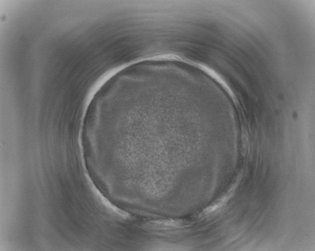 X0000078860959200611271408