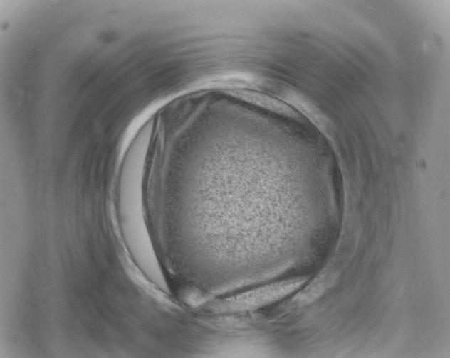 X0000078860960200611271408