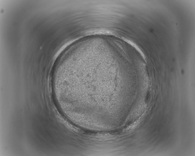 X0000078860983200611271407