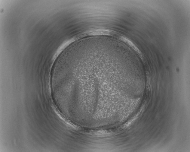 X0000078860986200611271407