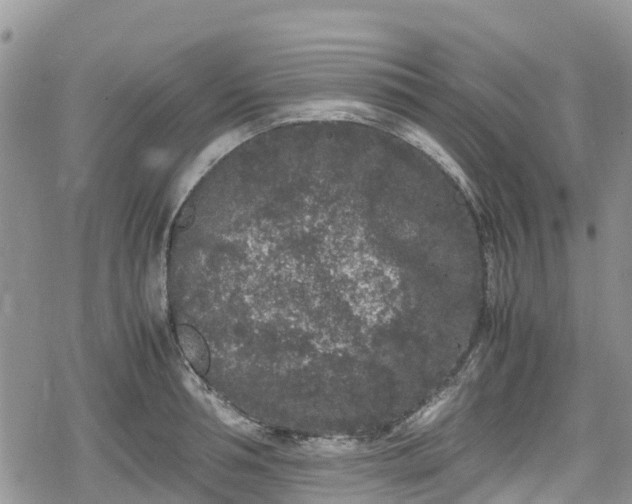 X0000078860994200611271407