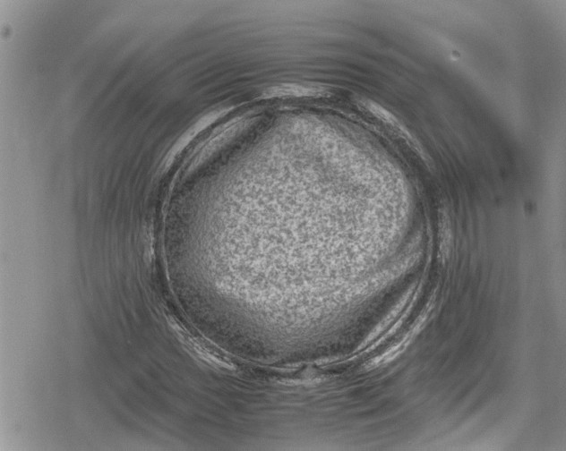 X0000078861017200611271406