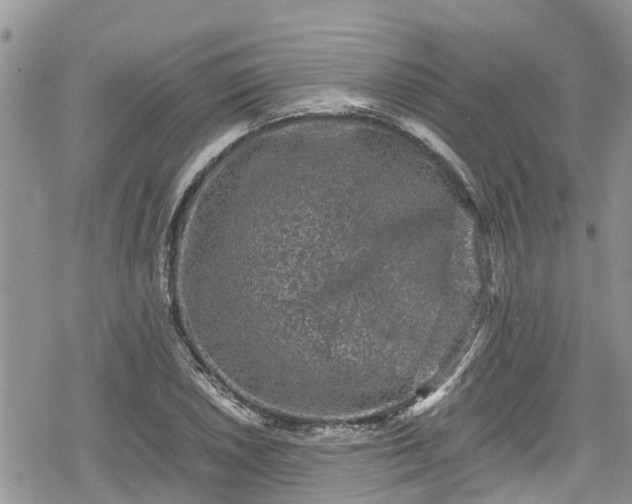 X0000078861026200611271406