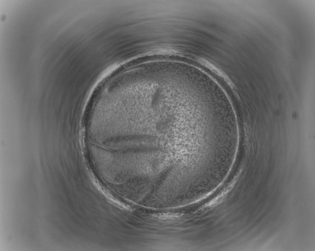 X0000078861029200611271406