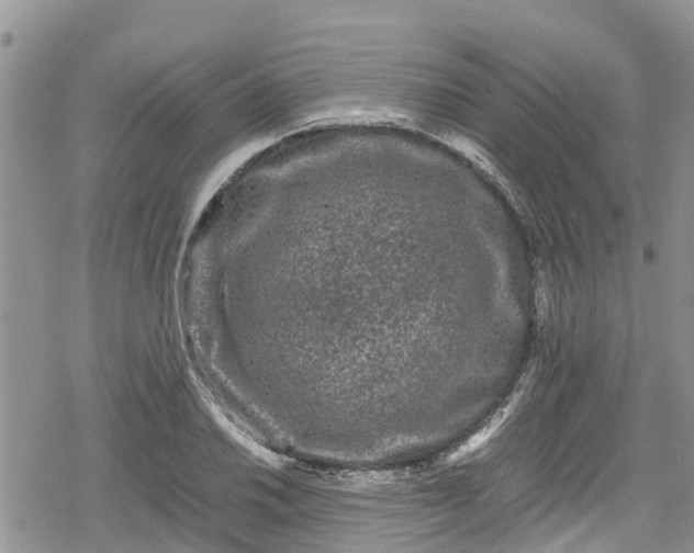 X0000078861030200611271406