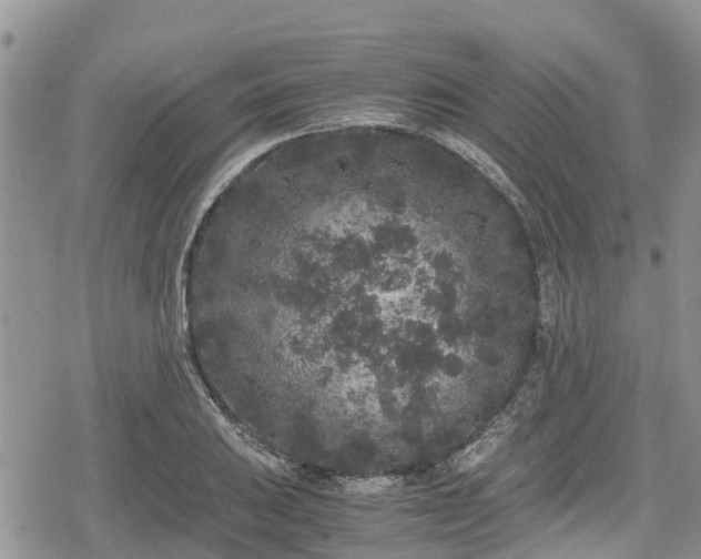 X0000078861031200611271406