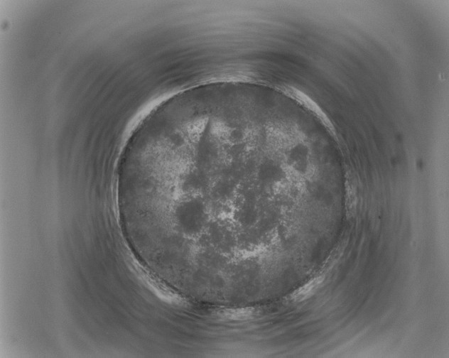 X0000078861035200611271407