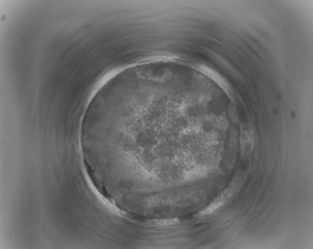 X0000078861055200611271407