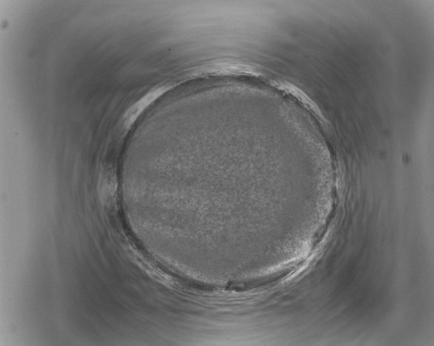 X0000078861065200611271406