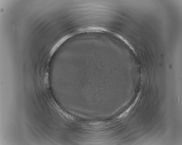 X0000078861066200611271406