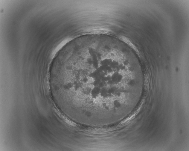 X0000078861071200611271406