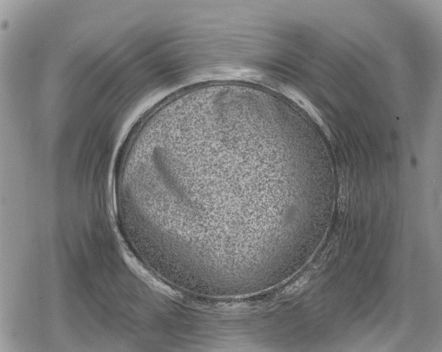 X0000078861080200611271406