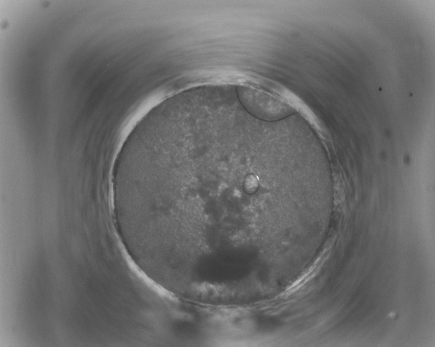 X0000078861095200611271405