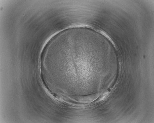 X0000078861124200611271405