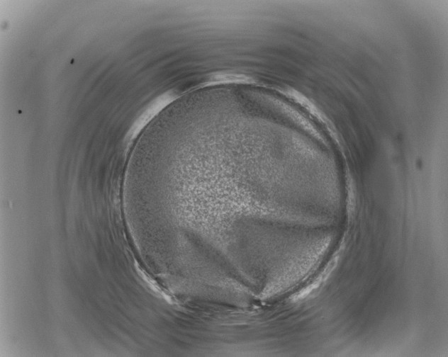 X0000078861137200611271405