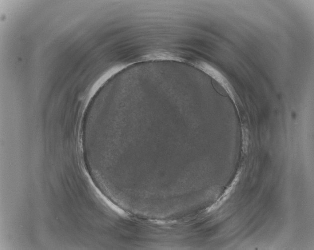 X0000078861141200611271405