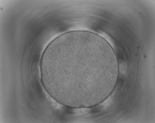 X0000078861150200611271405