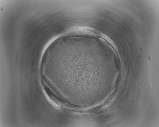 X0000078861152200611271405