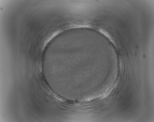 X0000078861165200611271404