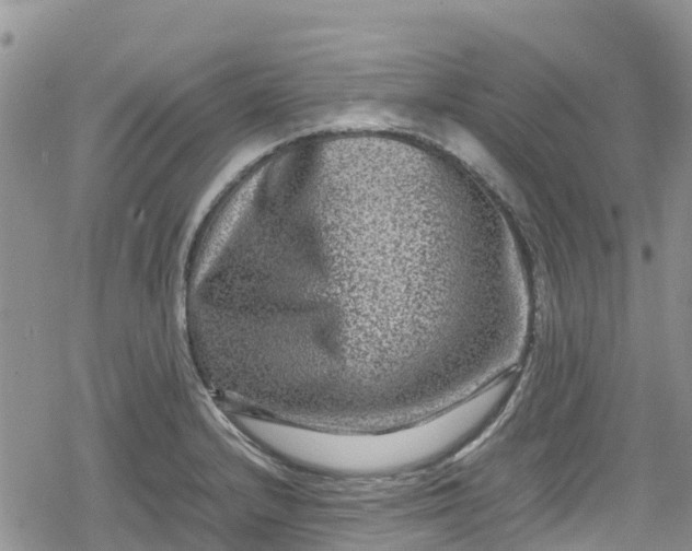 X0000078861232200611271403