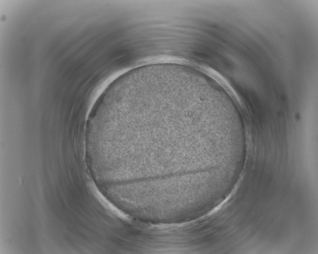 X0000078861244200611271404