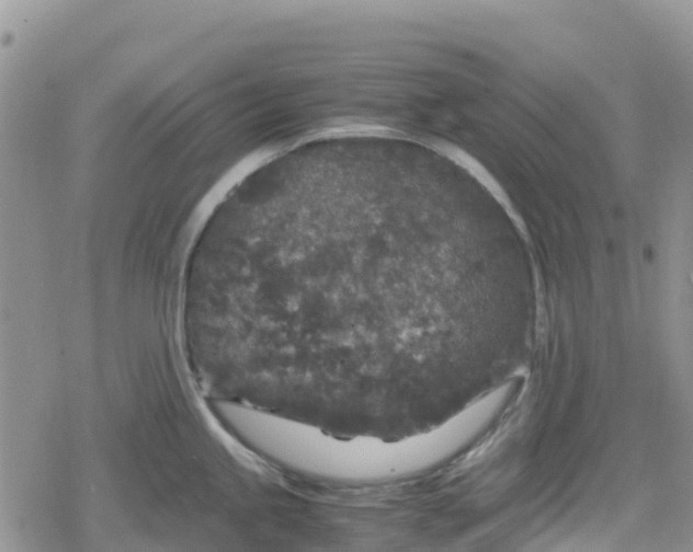 X0000078861245200611271404