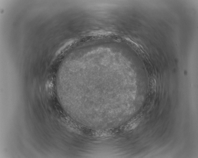 X0000078861254200611271403