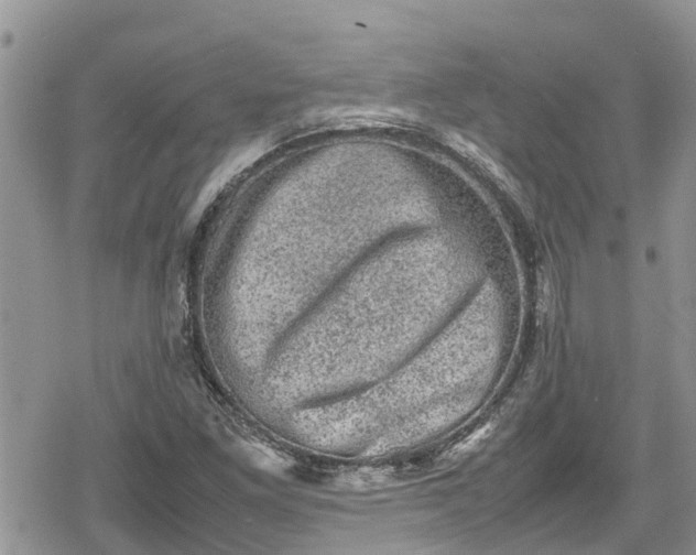 X0000078861261200611271403