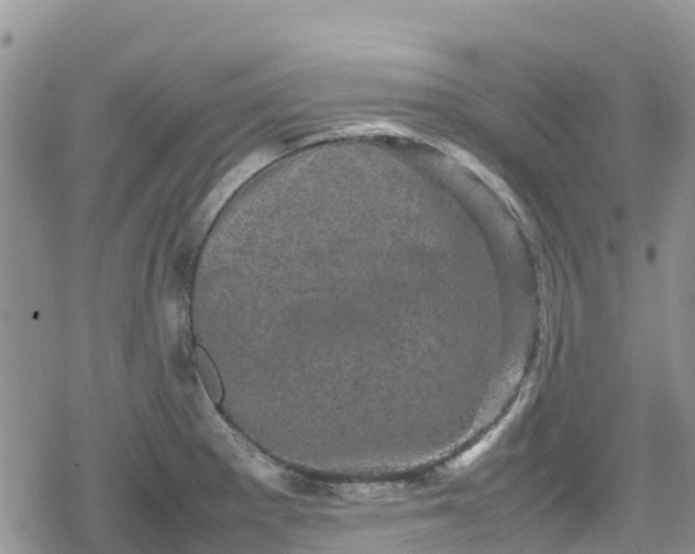 X0000078861281200611271402