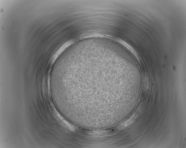 X0000078861290200611271402