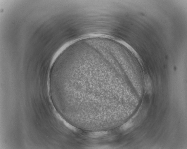 X0000078861294200611271402