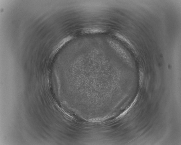 X0000078861305200611271402