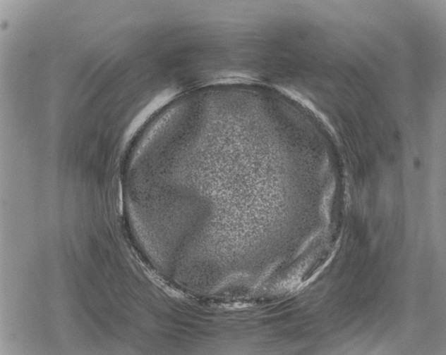 X0000078861317200611271402