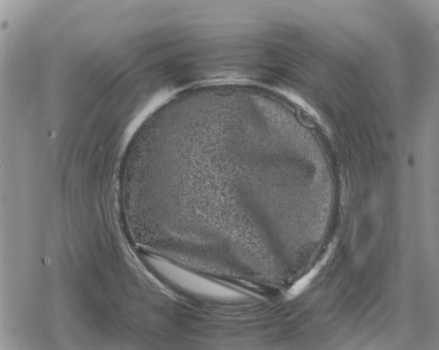 X0000078861325200611271402