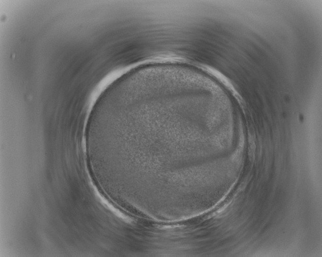 X0000078861335200611271402