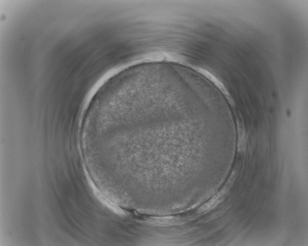 X0000078861342200611271402