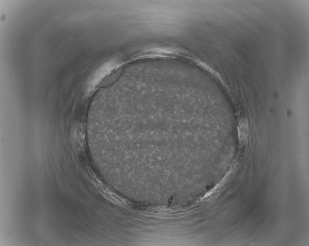 X0000078861355200611271401