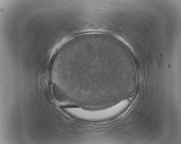 X0000078861357200611271401