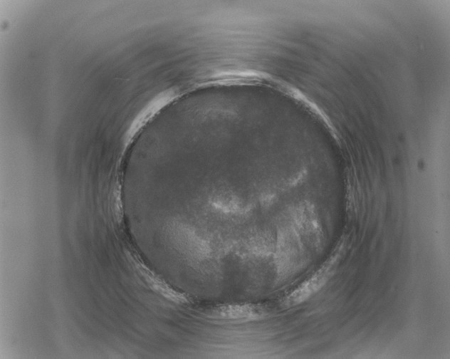 X0000078861362200611271401